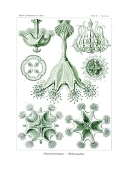 Stauromedusae, 1899-1904